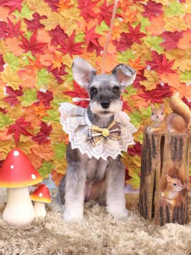 20241127むぎちゃん